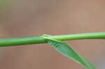 Rough barnyardgrass